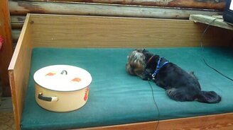 Пёс против коробочки - смотреть видео (2:27)