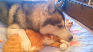 Дружба кошки и хаски - смотреть видео (0:48)