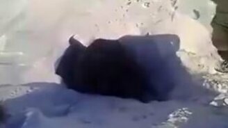 Коровы-подснежники - смотреть видео (0:20)