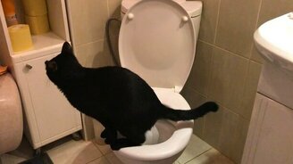 Самый смешной поход кота в унитаз - смотреть видео (0:48)