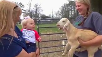 Девочка общается с козлёнком - смотреть видео (0:21)