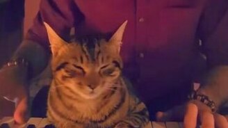 Кот меломанит - смотреть видео (0:52)