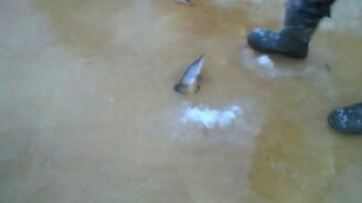 Магическая лунка - смотреть видео (0:53)