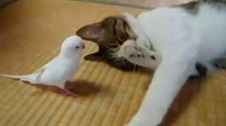 Попугай будоражит кота - смотреть видео (1:40)