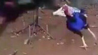 Карусель для индюшек - смотреть видео (0:57)