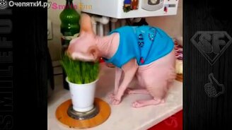 Приколы с котами и кошками для вас - смотреть видео (4:45)