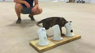 Милый полицейский щенок - смотреть видео (1:06)