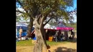 Если хочешь стать деревом - смотреть видео (0:23)