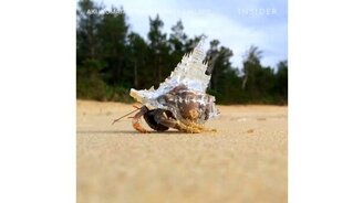 Пластиковые раковины для рака-отшельника - смотреть видео (1:32)