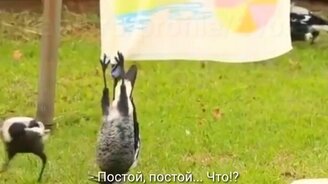 Я - летучая мышь, а не птица! - смотреть видео (0:51)