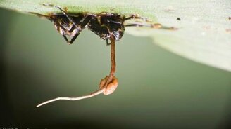 Зомби из реальной жизни - смотреть видео (6:35)