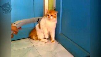 Коты и пылесосы - смотреть видео (5:28)