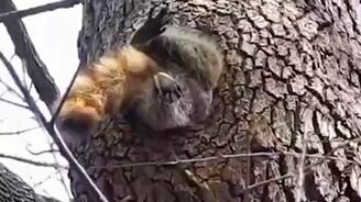 Кажется, я застряла! - смотреть видео (0:33)