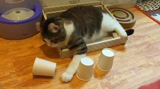 Кошка играет в стаканчики - смотреть видео (1:43)