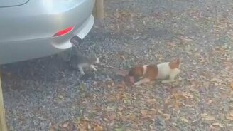 Делёжка имущества - смотреть видео (0:32)