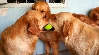 Весёлые собаки - смотреть видео (10:02)