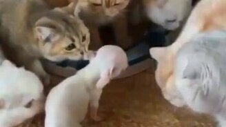 Ты что за чудо-юдо? - смотреть видео (0:30)