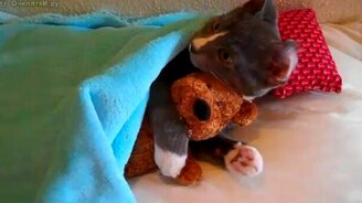 Кошка с Мишкой - смотреть видео (0:23)