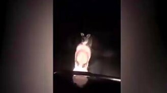 Агрессивный кенгуру против авто - смотреть видео (0:25)