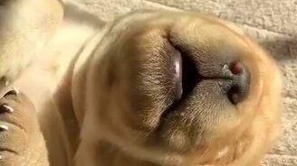 Смешной щенячий сон - смотреть видео (0:21)