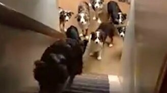 Идеальная дрессура - смотреть видео (0:40)