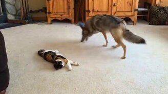 Волк против кошки - смотреть видео (4:11)