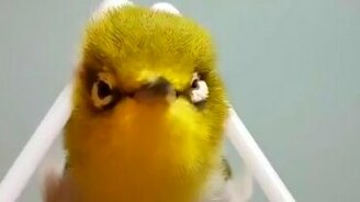 Массаж для птички - смотреть видео (1:00)