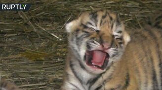 Новорожденные тигрята - смотреть видео (2:04)