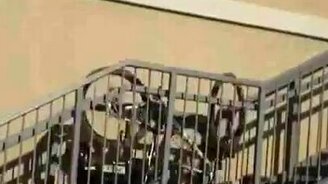 Полицейский свалился с лестницы - смотреть видео (0:24)