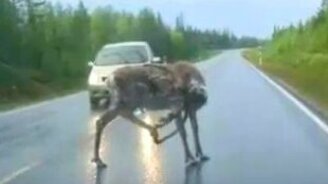 Олень получил по заднице - смотреть видео (0:29)