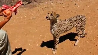 Гепард хочет мяса - смотреть видео (1:40)