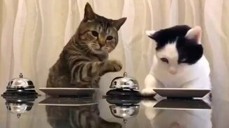 Официант, повтори! - смотреть видео (0:42)