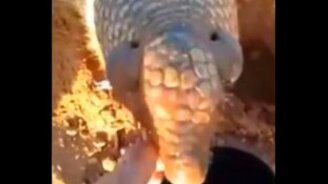 Напоил броненосца водой - смотреть видео (0:34)