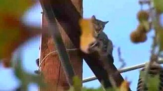 Кошачья живучесть - смотреть видео (1:02)