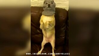 Самые весёлые и забавные сюжеты - смотреть видео (6:23)