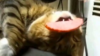 Уснул с колбасой в пасти - смотреть видео (1:34)