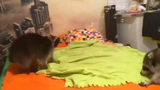 Еноты и мыльные пузыри - смотреть видео (0:59)