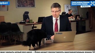 Кот вмешался в прямой эфир - смотреть видео (0:17)