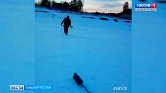 Лиса украла у рыбаков удочку - смотреть видео (0:27)