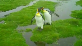 Дилемма пингвинов - смотреть видео (2:18)