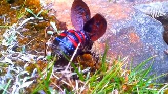 Странные и необычные букашки - смотреть видео (4:58)