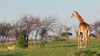 Жираф защищает детёныша - смотреть видео (1:03)