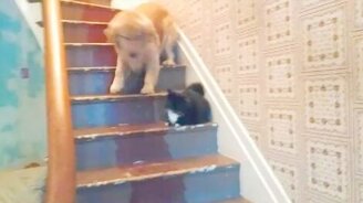 Когда кот устрашает пса - смотреть видео (1:28)