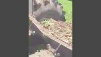 Тракторист вызволил мишку - смотреть видео (2:04)