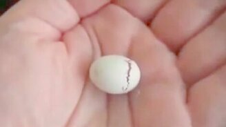 Как вылупляется попугай - смотреть видео (2:08)