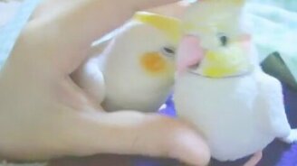 Попугайчик - любитель нежностей - смотреть видео (1:34)