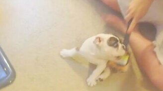 Щенок и щётка - смотреть видео (1:08)