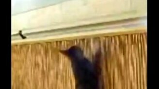 Чтобы кошка не удрала со двора - смотреть видео (0:38)