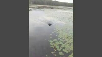 Пёс спасает птенца - смотреть видео (0:23)