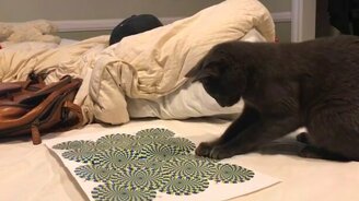 Кот и зрительная иллюзия - смотреть видео (2:05)